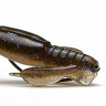 MI-CrazyFlapper4_4EA_03-3.jpg MI-CrazyFlapper4_4EA_03-3.jpg