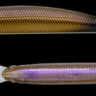 Воблер Nories Pelican Minnow 50F #430H Воблер Nories Pelican Minnow 50F #430H